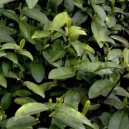 瑞安白毛茶