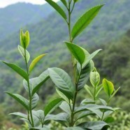 木禾种