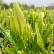 鸠坑种