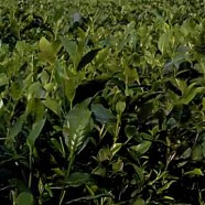 锡茶11号