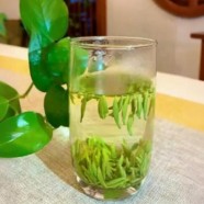 什么是叙府龙芽