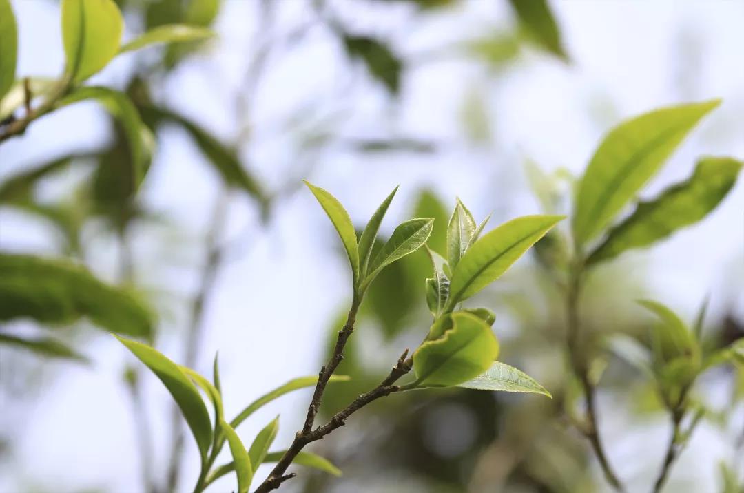 老班章古树茶