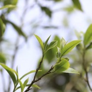 老班章古树茶