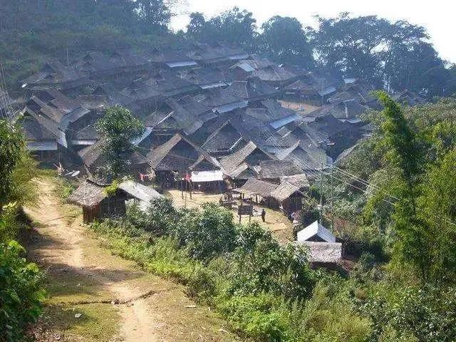 老班章茶的历史与文化