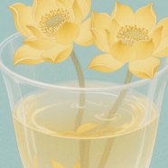 金莲花茶功效和作用是什么