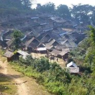 老班章茶的生长环境
