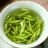 老竹大方特点有哪些