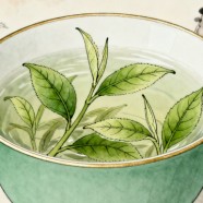普陀佛茶怎么样