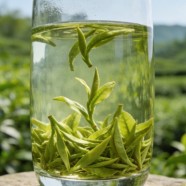 遵义毛峰茶叶怎么样