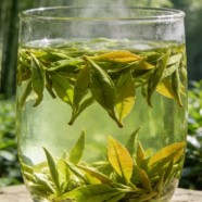 天目湖白茶和安吉白茶哪种好