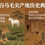 白马毛尖产地历史典故
