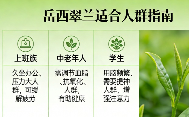 岳西翠兰适合什么人喝