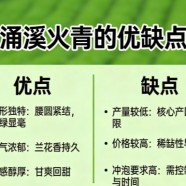 涌溪火青的优缺点