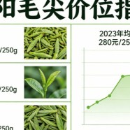 信阳毛尖价位
