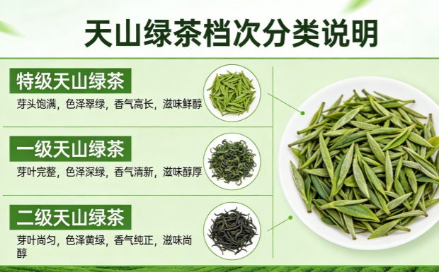 天山绿茶属于什么档次