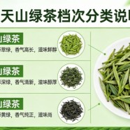 天山绿茶属于什么档次