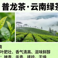 普龙茶是什么绿茶