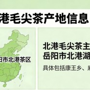 北港毛尖茶产自哪里