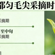 都匀毛尖采摘时间