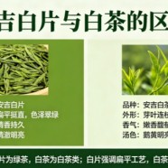 安吉白片与白茶的区别