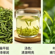金坛雀舌算不算好茶