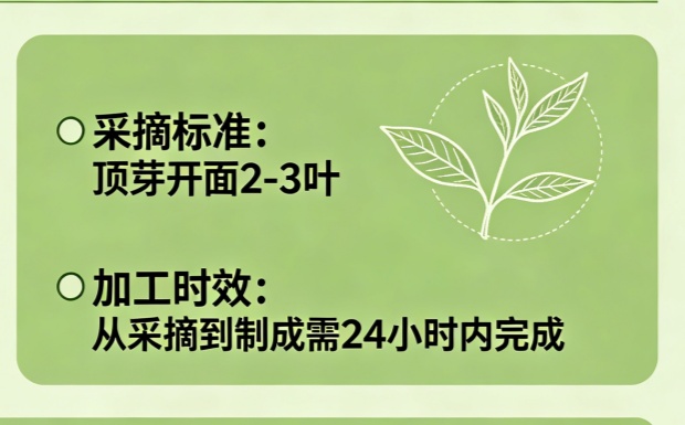 台湾乌龙又叫短命茶的原因
