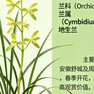 舒城兰花属于什么品种