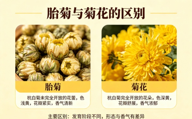 胎菊和菊花有什么区别