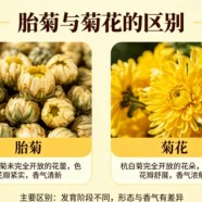 胎菊和菊花有什么区别