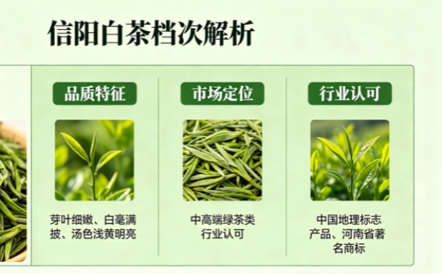 信阳白茶是什么档次