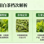 信阳白茶是什么档次