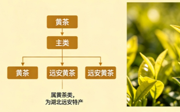 远安黄茶是什么品种的茶