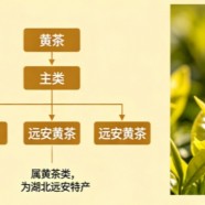 远安黄茶是什么品种的茶