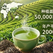 宁波白茶产地在哪里