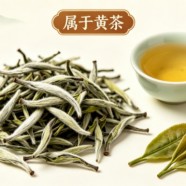 沩江白毛尖属于黄茶吗