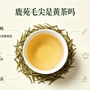 鹿苑毛尖是黄茶吗