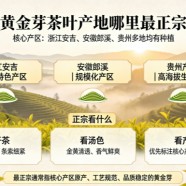 黄金芽茶叶产地哪里最正宗